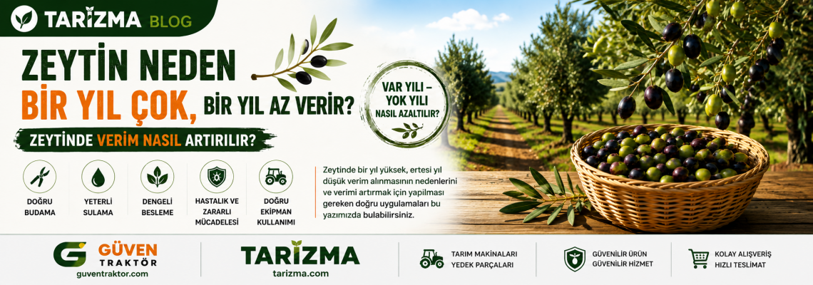 Zeytin Neden Bir Yıl Çok, Bir Yıl Az Verir? Zeytinde Verim Nasıl Artırılır? | Tarizma