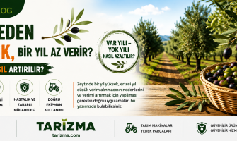 Zeytin Neden Bir Yıl Çok, Bir Yıl Az Verir? Zeytinde Verim Nasıl Artırılır? | Tarizma